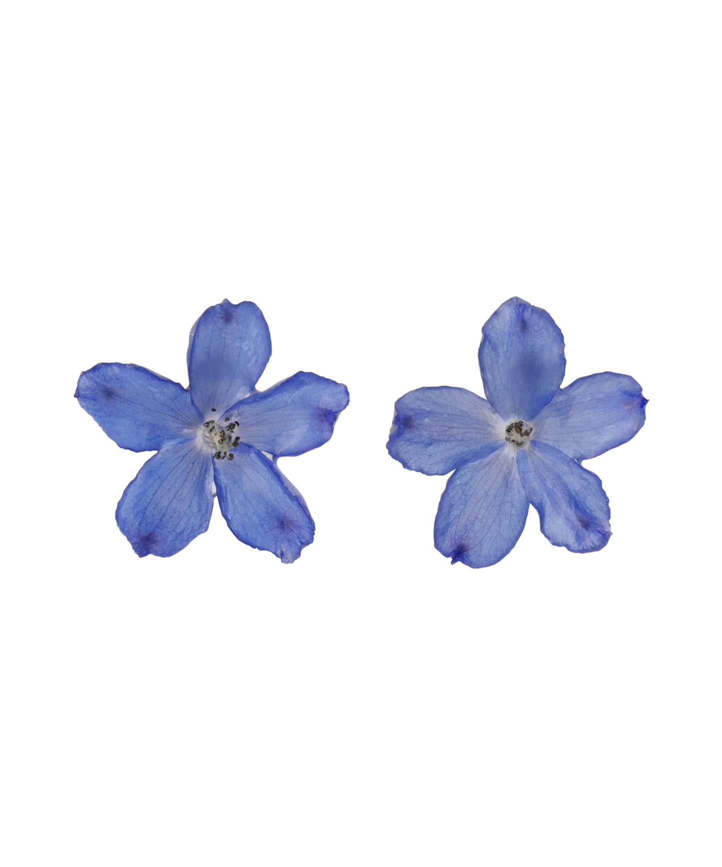 Flower Earrings [Delphinium]