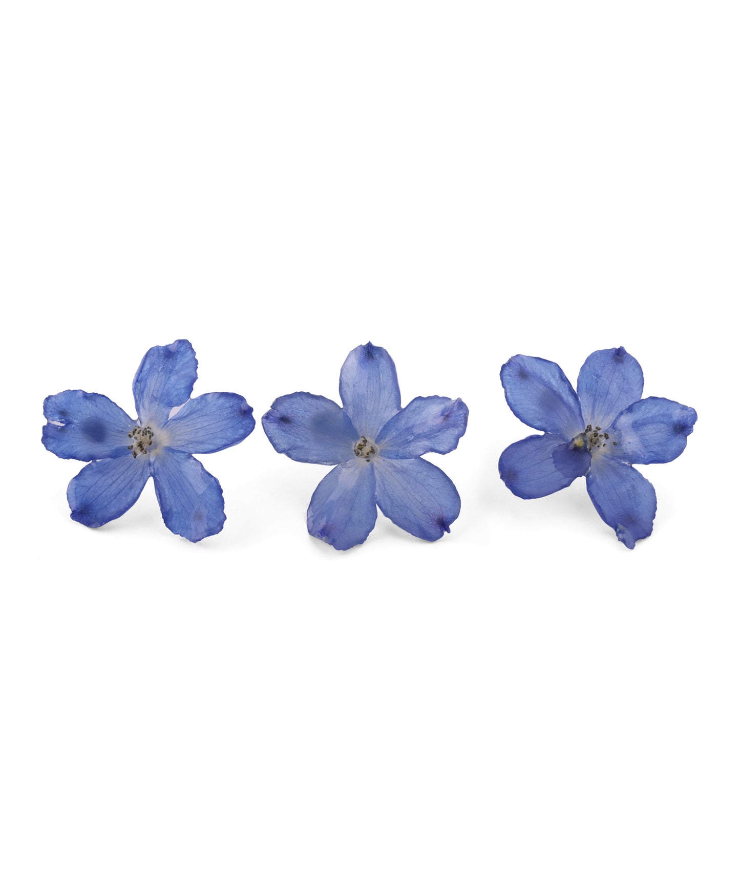 Flower Earrings [Delphinium]